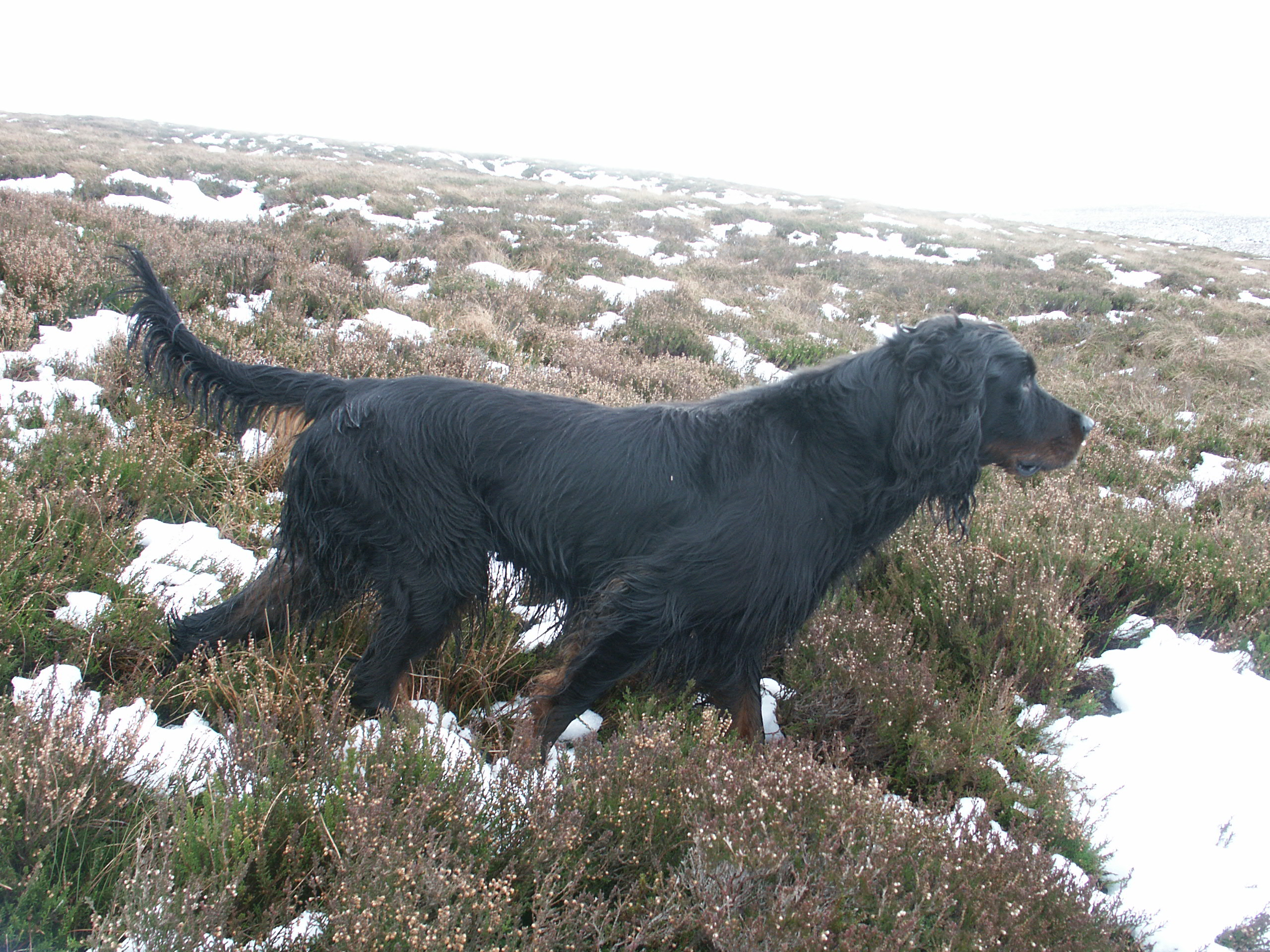 Working Gordon Setters Field Trial Dogs in the UK